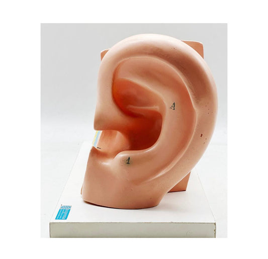 Anatomical ear model