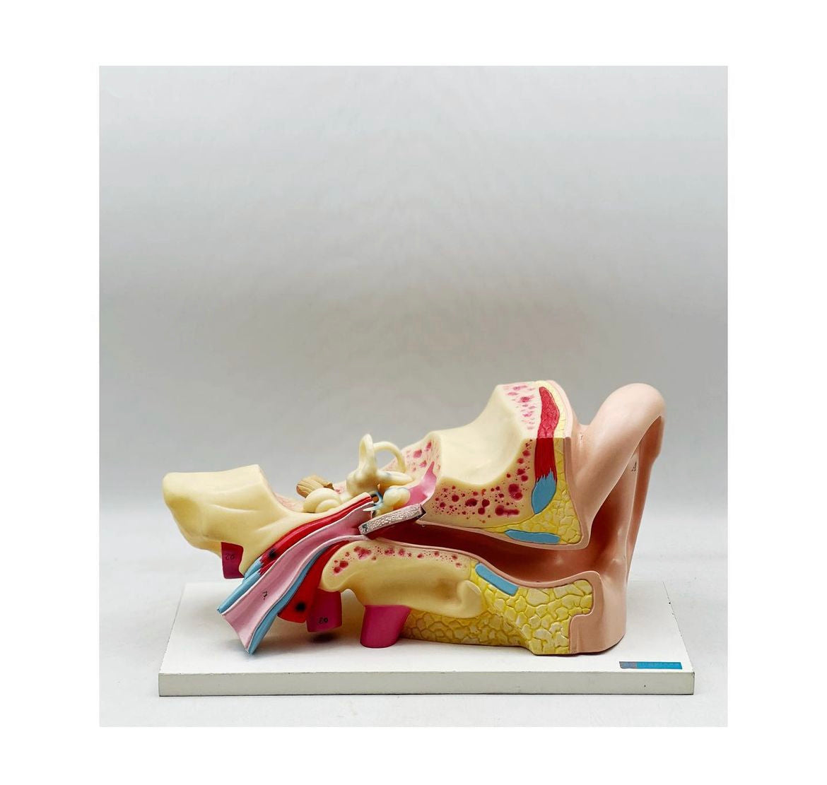 Anatomical ear model