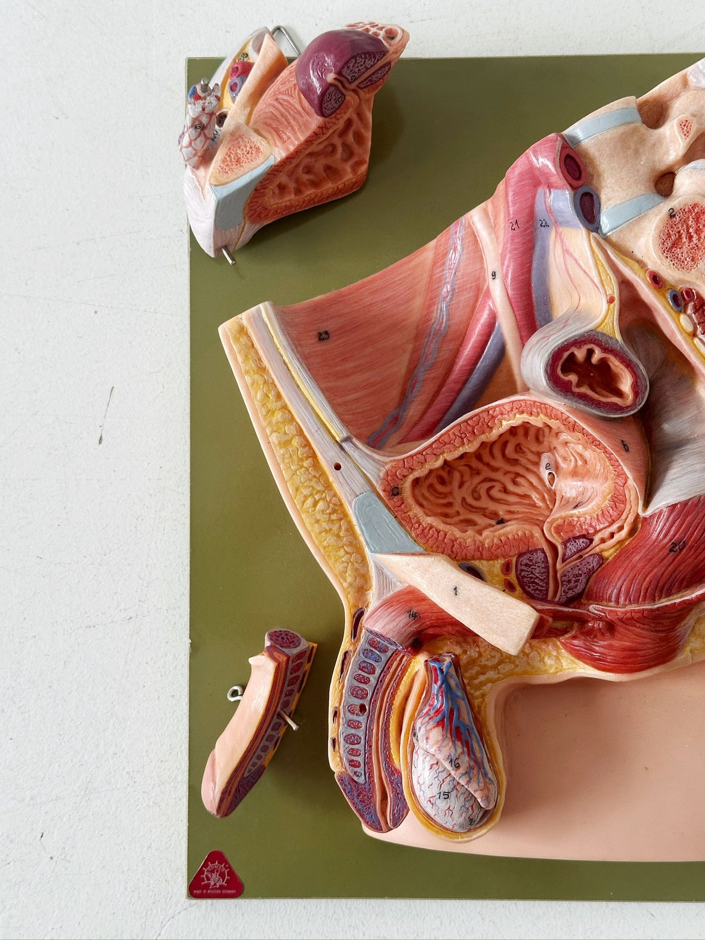 Median section of the male pelvis Somso/ Made in Western Germany