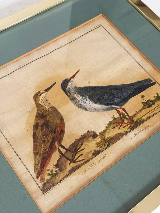 French ornithological engraving – Martinet