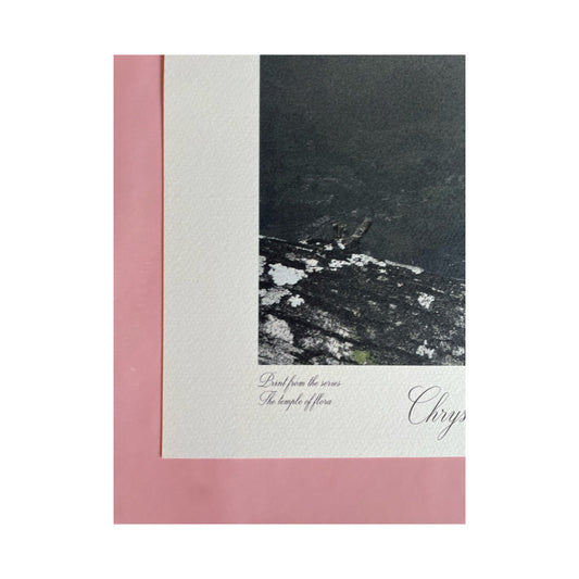 CHRYSANTHEMUM WITH GOLDFISH