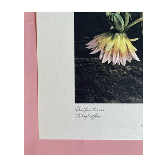 A GROUP OF DHALIAS, ELENA ROSSELLA LANA