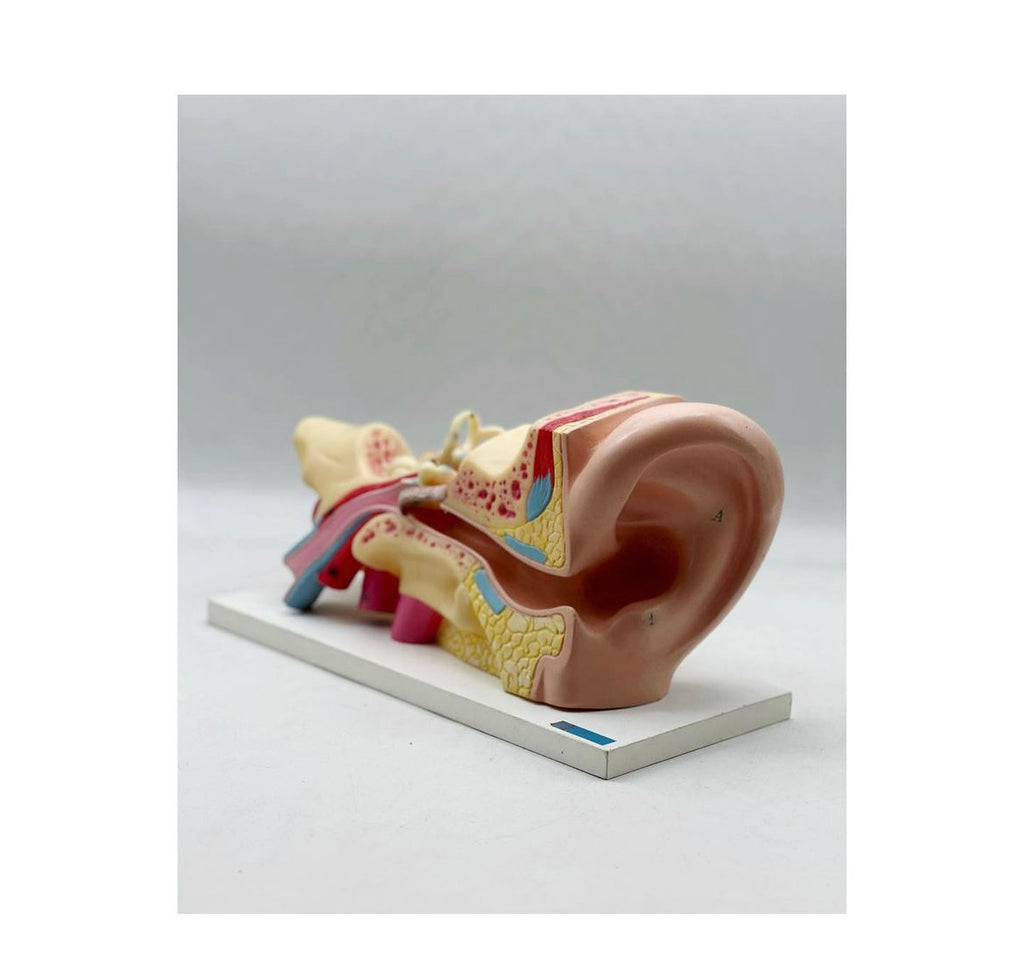 Anatomical ear model