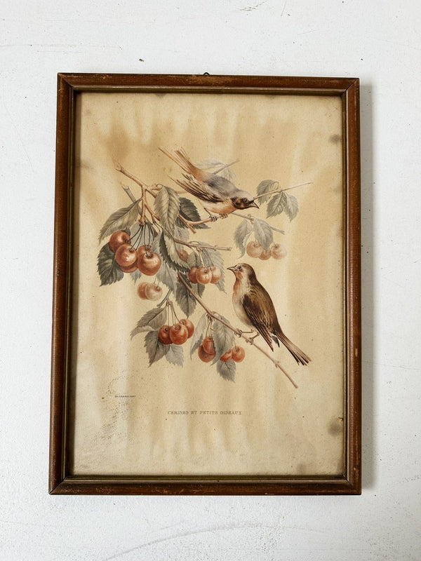 Bird Print