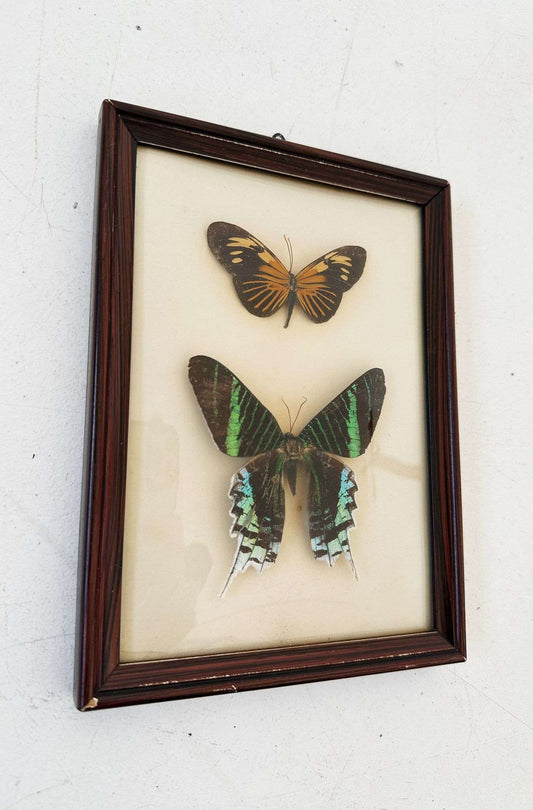 Butterflies
