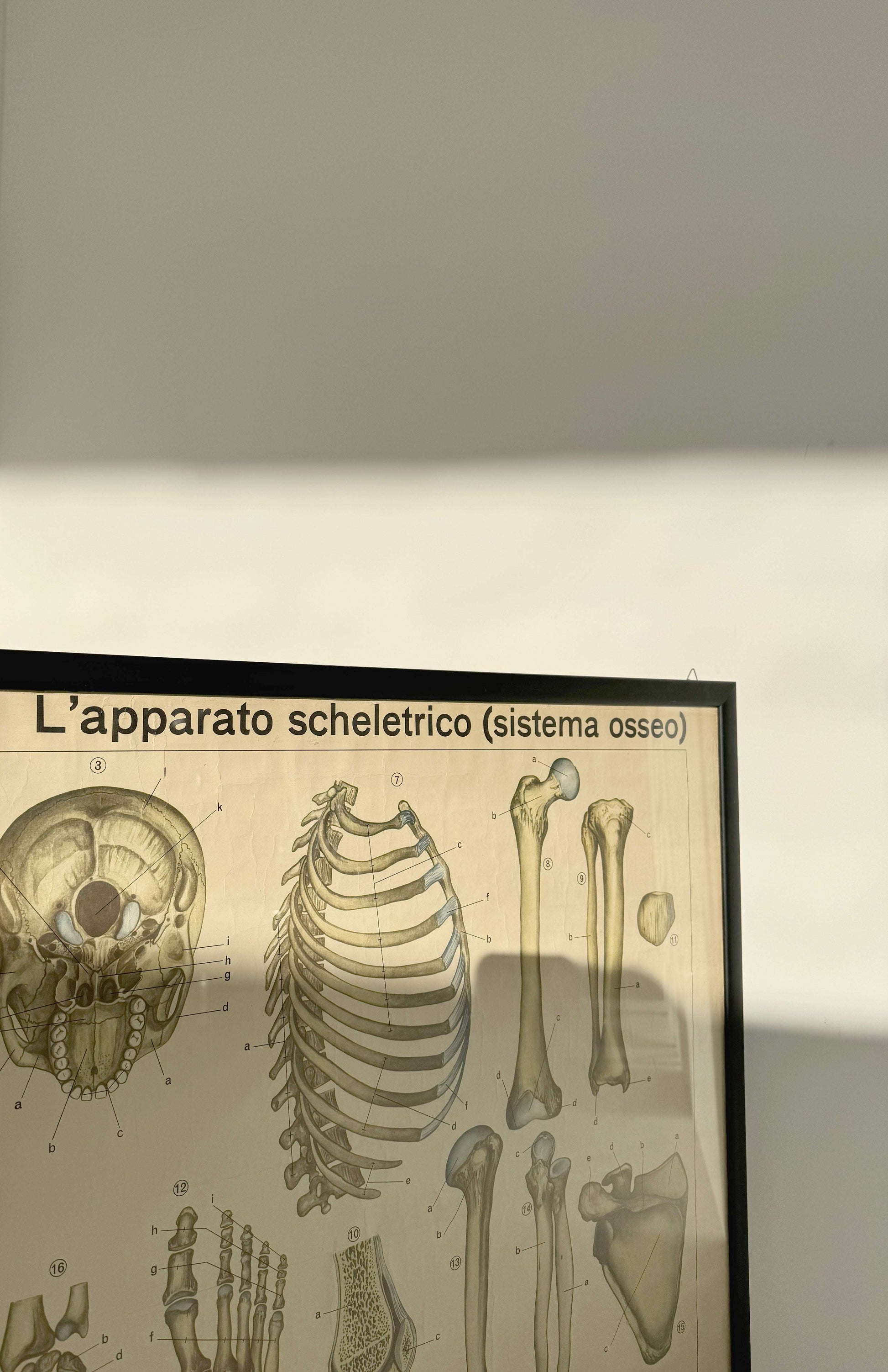 Vintage anatomical poster – “The skeletal system (bone system)” – De Agostini Geographic Institute, Novara
