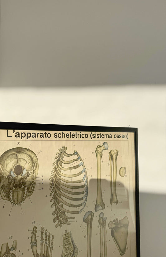 Vintage anatomical poster – “The skeletal system (bone system)” – De Agostini Geographic Institute, Novara