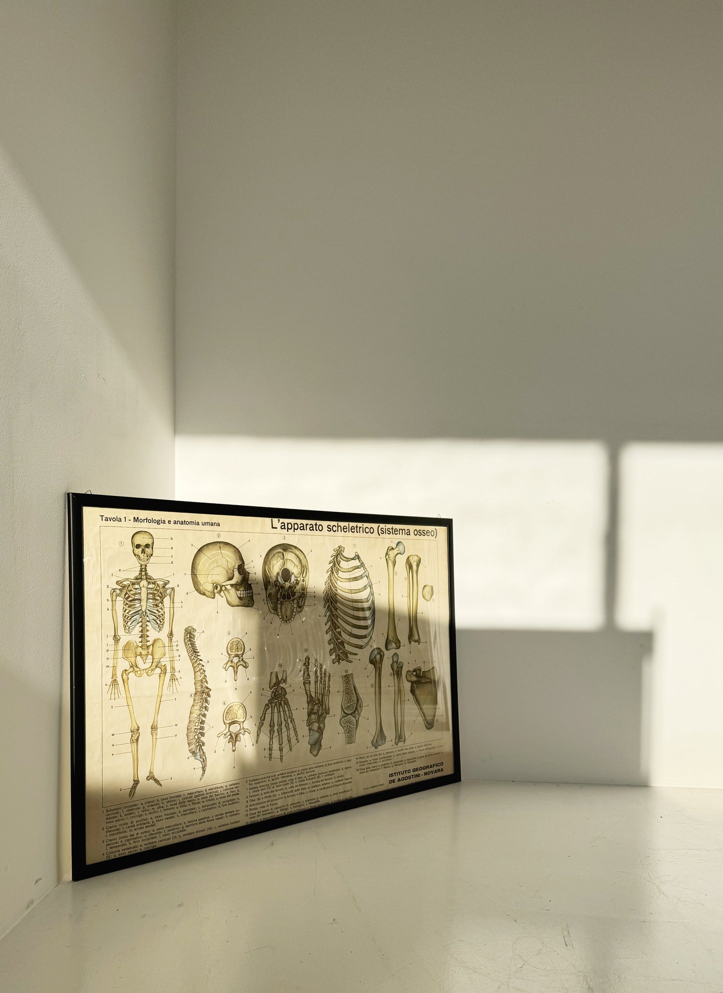 Vintage anatomical poster – “The skeletal system (bone system)” – De Agostini Geographic Institute, Novara