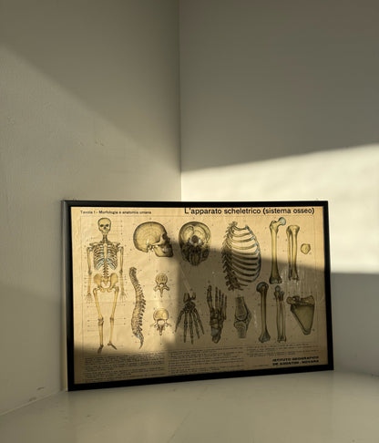 Vintage anatomical poster – “The skeletal system (bone system)” – De Agostini Geographic Institute, Novara