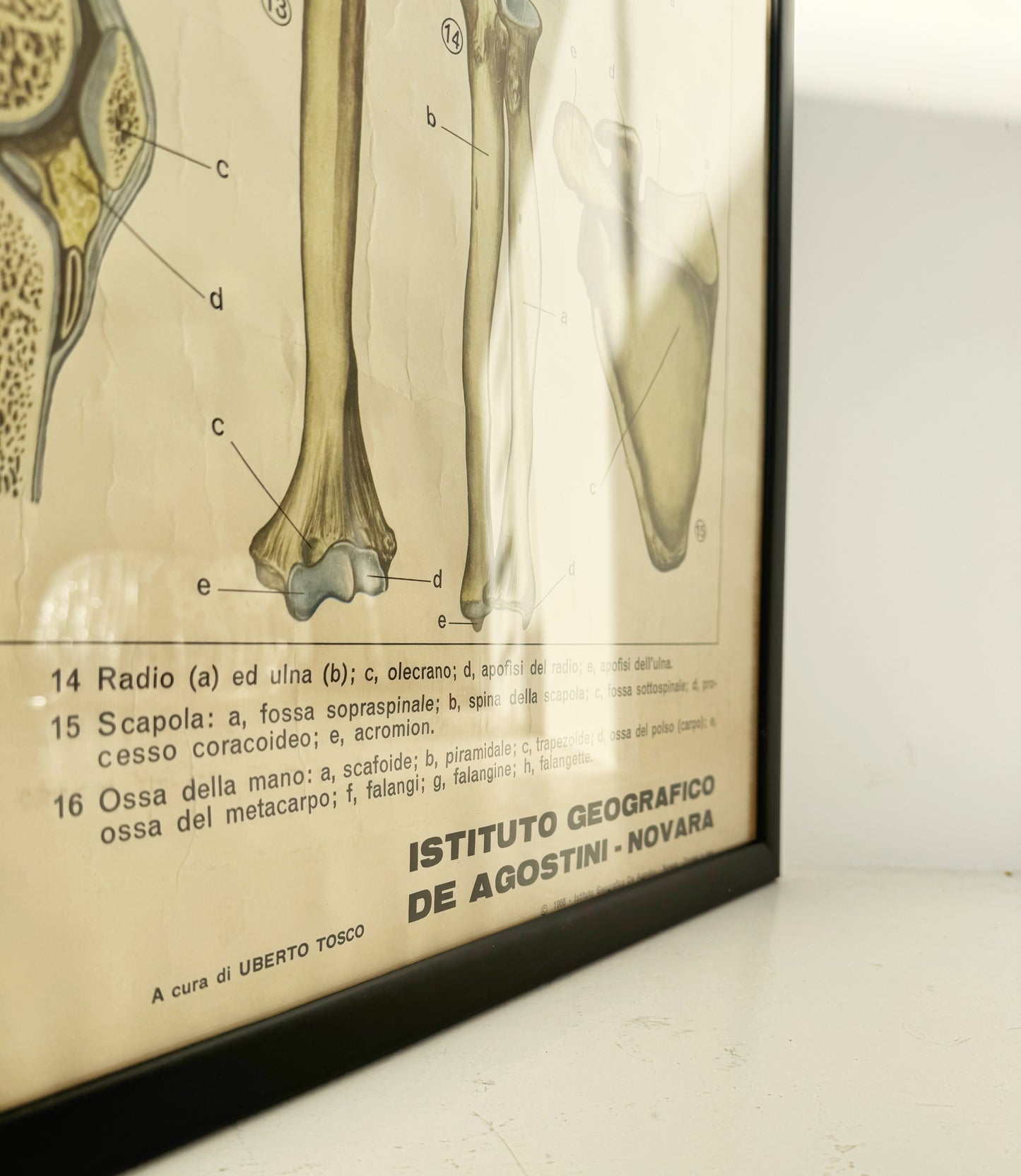 Vintage anatomical poster – “The skeletal system (bone system)” – De Agostini Geographic Institute, Novara