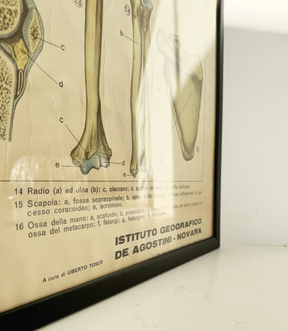 Vintage anatomical poster – “The skeletal system (bone system)” – De Agostini Geographic Institute, Novara