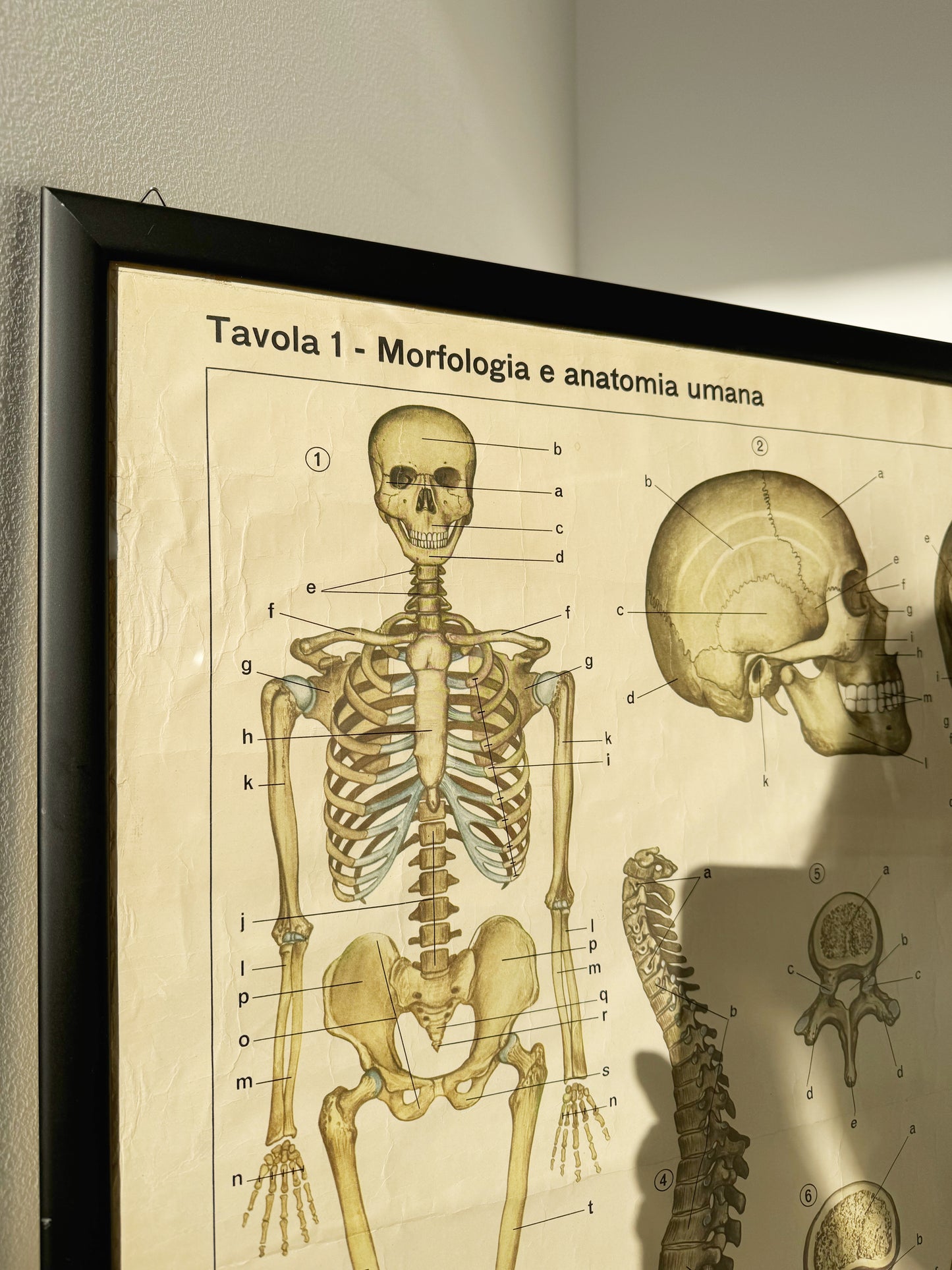 Vintage anatomical poster – “The skeletal system (bone system)” – De Agostini Geographic Institute, Novara