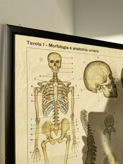 Vintage anatomical poster – “The skeletal system (bone system)” – De Agostini Geographic Institute, Novara
