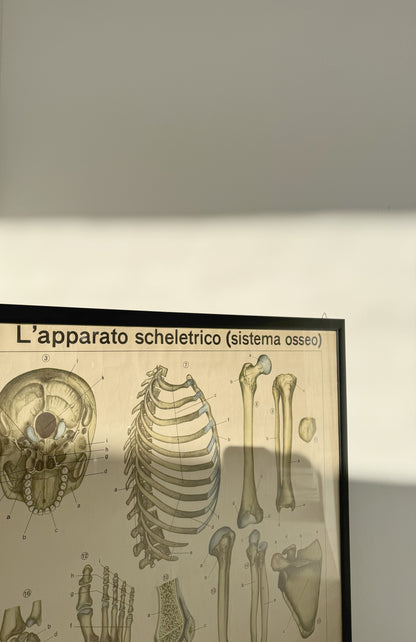 Vintage anatomical poster – “The skeletal system (bone system)” – De Agostini Geographic Institute, Novara