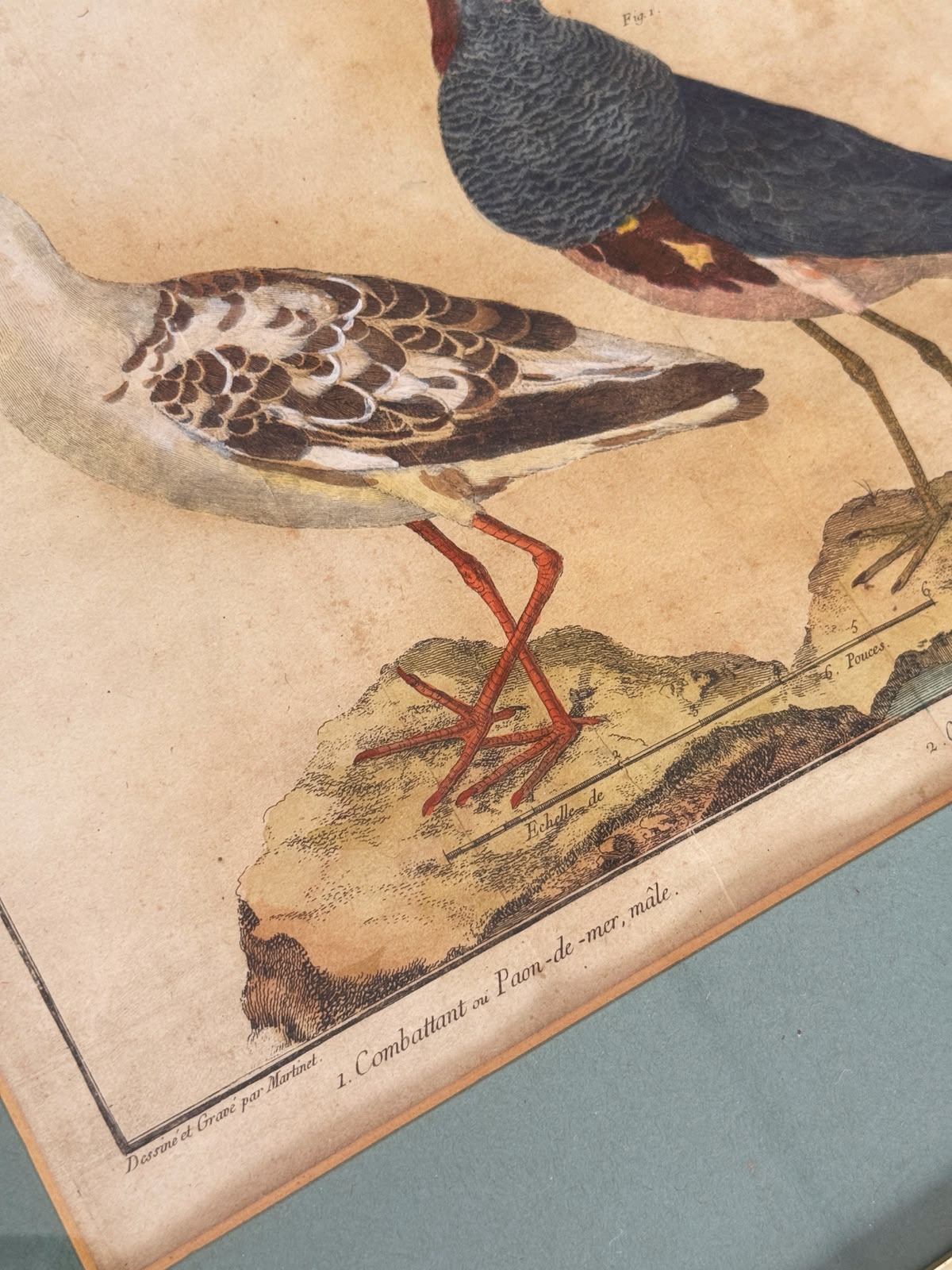 French ornithological engraving – Ringed Plover