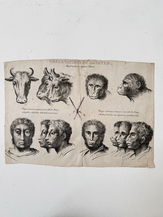 Observations appliquées au système de Lavater, N°1