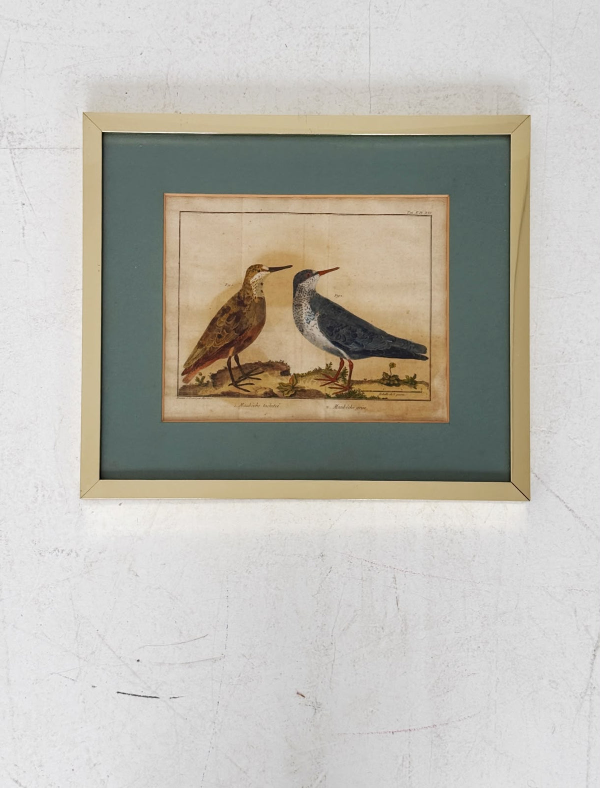 French ornithological engraving – Martinet