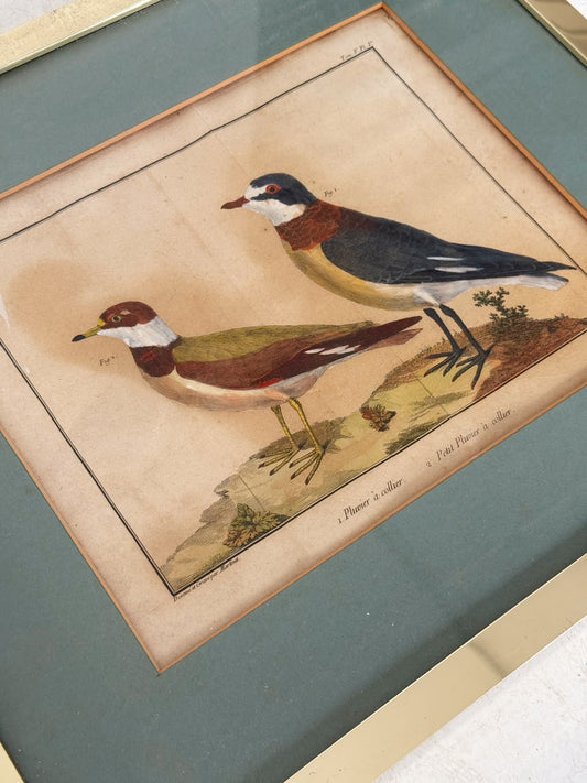 French ornithological engraving – Ringed Plover