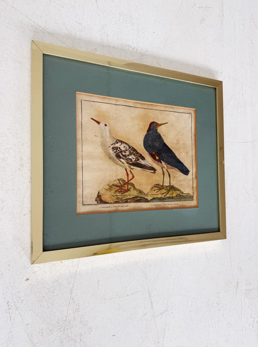 French ornithological engraving – Martinet